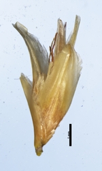 Spikelet of Rhynchospora patuligluma Koyama 13900 (NY 00749836) Brazil 1