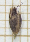 Spikelet of Rhynchospora pungens  Silva Filho 2547 (SMDB 22602) Brazil 1
