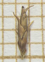Spikelet of Rhynchospora recurvata  Longhi-Wagner 9985 (SMDB 17437) Brazil 1