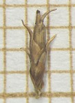 Spikelet of Rhynchospora recurvata  Longhi-Wagner 9985 (SMDB 17437) Brazil 1