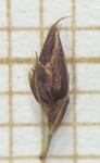 Spikelet of Rhynchospora rugosa  Munhoz 3579 (SMDB 19995) Brazil 1