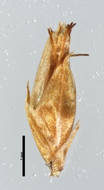 Spikelet of Rhynchospora rupicola  Prance 9409 (NY 01200328) Brazil 1
