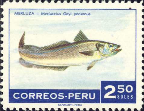 Merluccius gayi peruanus Merluccius gayi peruanus