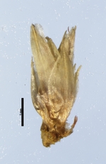 Spikelet of Rhynchospora setigera Smith 7486 (NY 613110) Brazil 1