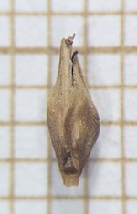 Spikelet of Rhynchospora speciosa  Longhi-Wagner 9569 (SMDB 17476) Brazil 1