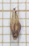 Spikelet of Rhynchospora speciosa  Longhi-Wagner 9569 (SMDB 17476) Brazil 1