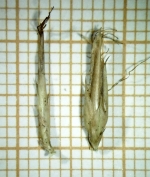 Spikelet of Rhynchospora splendens N. Silveira 137 (HAS83111) Brazil 1