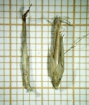 Spikelet of Rhynchospora splendens N. Silveira 137 (HAS83111) Brazil 1