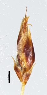 Spikelet of Rhynchospora tenella Hubber 8283 (INPA 203783) Venezuela 1