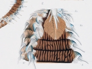 Head of holotype of Amphinome sericata Fischli (now Pherecardia)