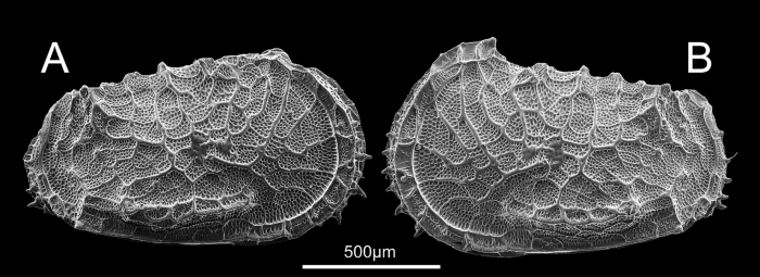External view of Abyssocythere piovesanae Praxedes, Brandt &amp; Brandão, 2025 from the original description
