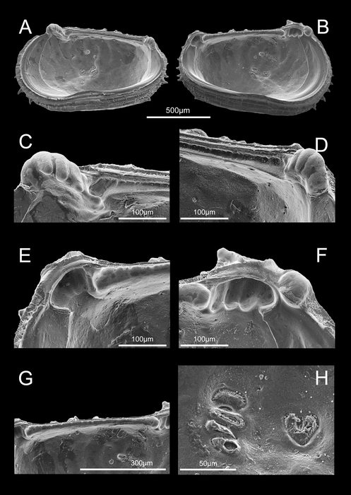 Internal view of Abyssocythere piovesanae Praxedes, Brandt &amp; Brandão, 2025 from the original description