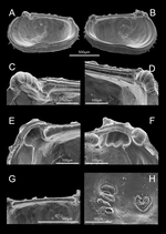 Internal view of Abyssocythere piovesanae Praxedes, Brandt & Brandão, 2025 from the original description