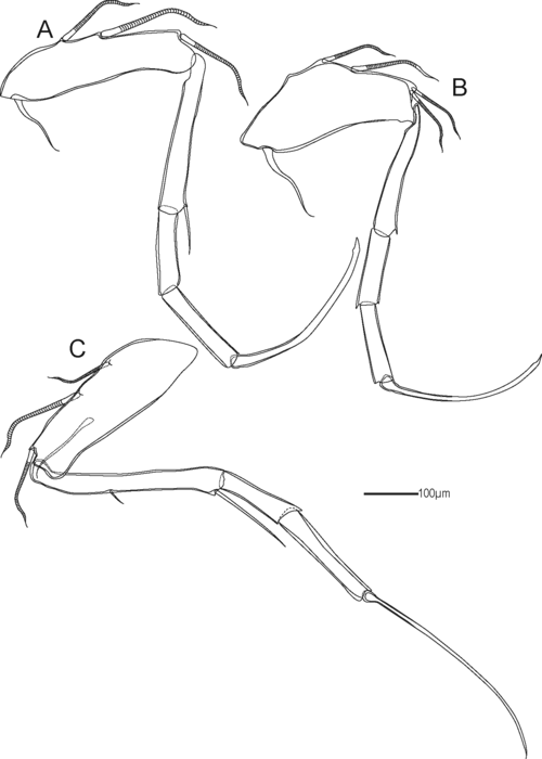 Soft parts of Abyssocythere piovesanae Praxedes, Brandt &amp; Brandão, 2025 from original description