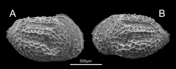 External view of Abyssocythereis matzkekaraszae Praxedes, Brandt &amp; Brandão, 2025 from original description