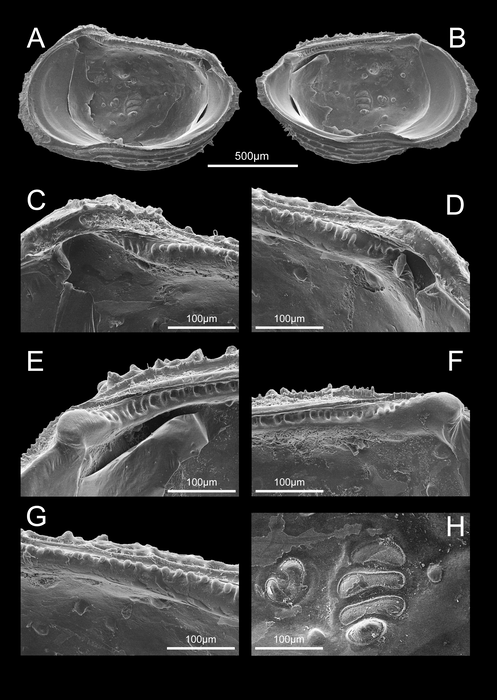 Internal view of Abyssocythereis matzkekaraszae Praxedes, Brandt &amp; Brandão, 2025 from original description