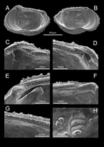 Internal view of Abyssocythereis matzkekaraszae Praxedes, Brandt & Brandão, 2025 from original description