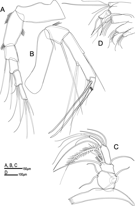 Soft parts of Abyssocythereis matzkekaraszae Praxedes, Brandt &amp; Brandão, 2025 from original description