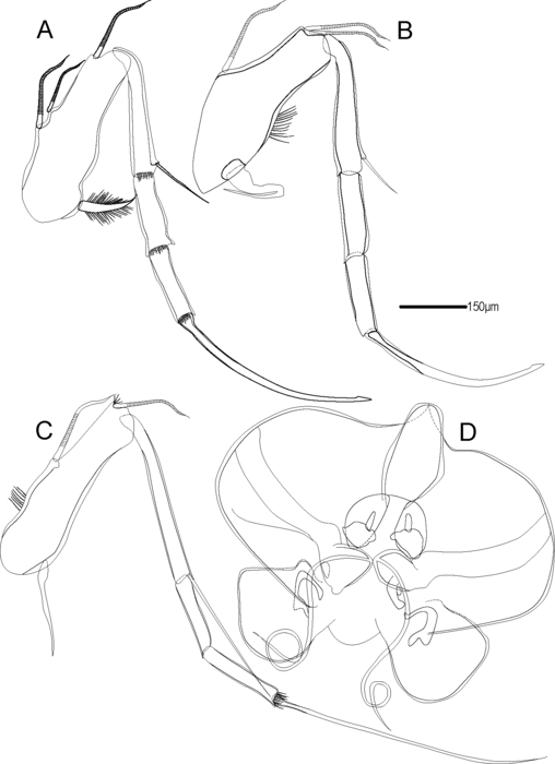 Soft parts of Abyssocythereis matzkekaraszae Praxedes, Brandt &amp; Brandão, 2025 from original description