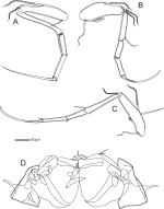 Soft parts of Henryhowella coronispinata Praxedes, Brandt & Brandão, 2025 from original description