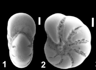 “Cryptoelphidiella” asklundi (Brotzen 1943) S19, unsequenced specimen