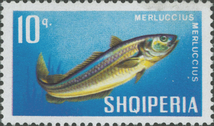 Merluccius merluccius Merluccius merluccius