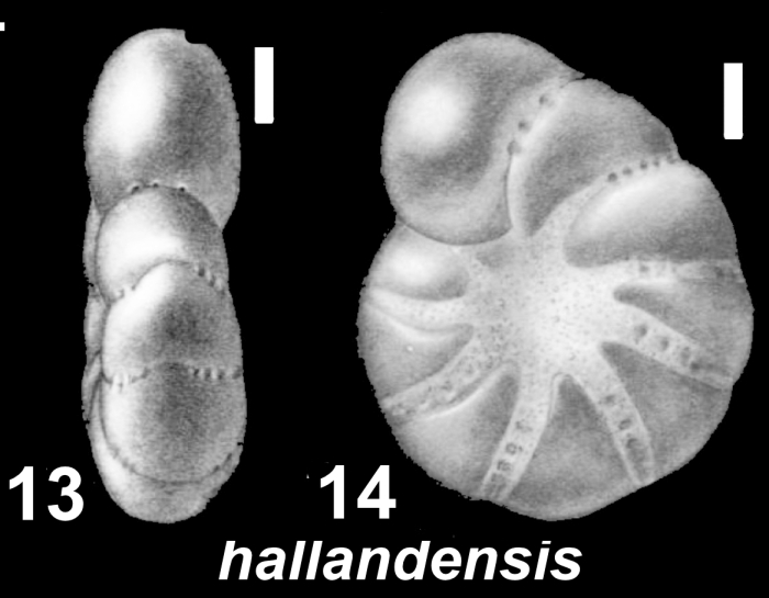 Elphidium subarcticum Cushman holotype