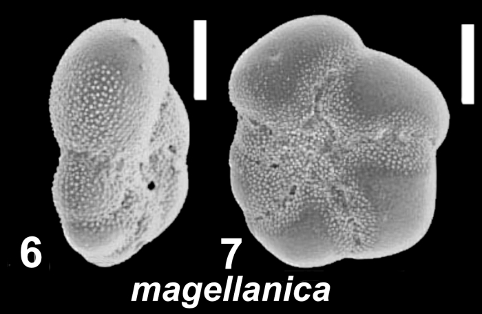 Cryptoelphidiella magellanica (Heron-Allen and Earland 1932), unsequenced specimen, United Kingdom