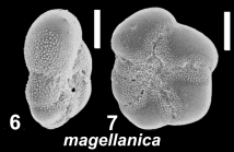 Cryptoelphidiella magellanica (Heron-Allen and Earland 1932), unsequenced specimen, United Kingdom