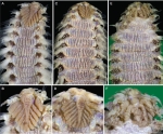 Ambon Island Pherecardia striata from Ambon Islan, ZMH PE29, in Salazar-Vallejo et al, 2025