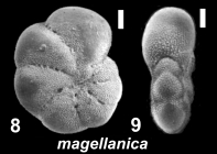 Cryptoelphidiella magellanica (Heron-Allen and Earland 1932) s.s., unsequenced specimen, Argentina