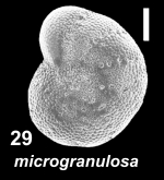 Cryptoelphidiella microgranulosa (Galloway and Wissler 1951), unsequenced specimen, USA, 