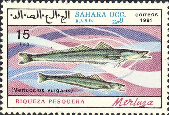 Merluccius vulgaris Merluccius vulgaris