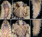 Pherecardia distincta (Hoagland, 1920) non type specimen, ZMHV12095 in Salazar-Vallejo et al 2025