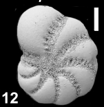 Cryptoelphidiella schweizerae Hayward and Langer 2025, unsequenced holotype