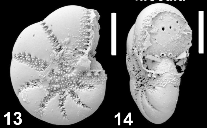 Cryptoelphidiella schweizerae Hayward and Langer 2025, unsequenced specimen