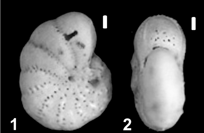 Elphidiella arctica (Parker and Jones 1864), unsequenced specimen
