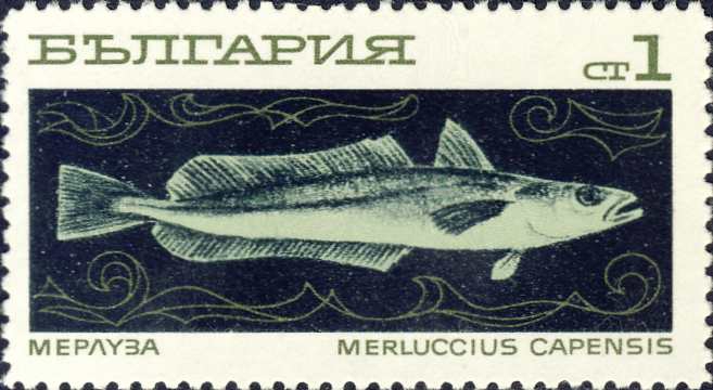 Merluccius capensis