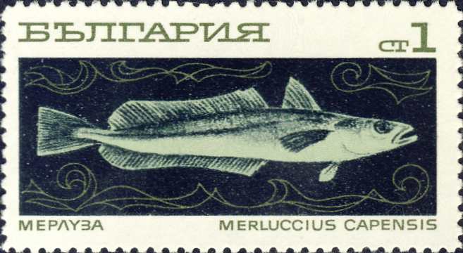 Merluccius capensis Merluccius capensis