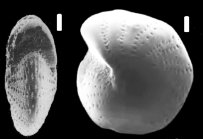 Elphidiella groenlandica (Cushman 1933), S22, ?sequenced specimen