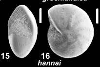 Elphidiella hannai (Cushman and Grant 1927), S43, sequenced specimen