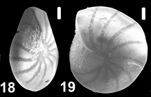 Elphidiella hannai (Cushman and Grant 1927), unsequenced specimen