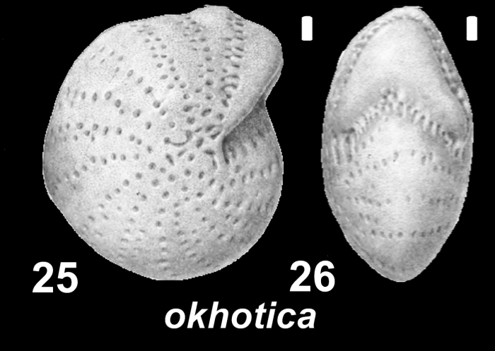 Saidovella okhotica Voloshinova and Kusnetsova, 1970, holotype, 