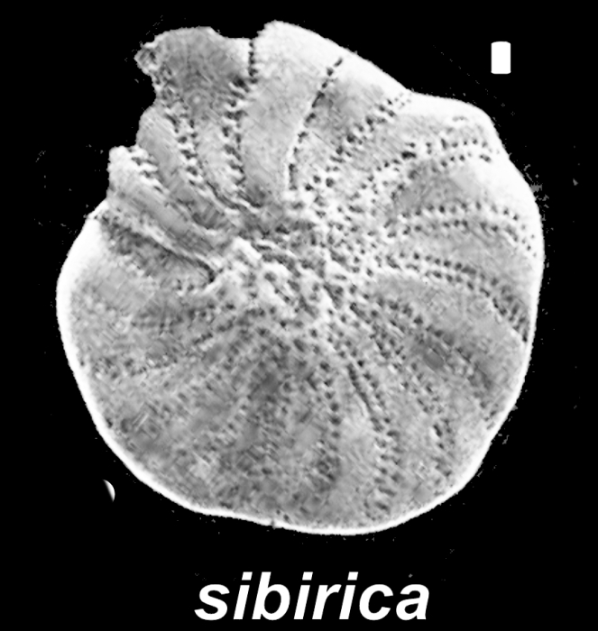 Elphidiella sibirica (Goës 1894), unsequenced specimen, Alaska