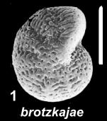 Emayerella brotzkajae (Mayer 1968), unsequenced specimen
