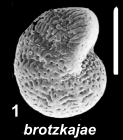 Emayerella brotzkajae (Mayer 1968), unsequenced specimen