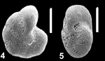 Emayerella brotzkajae (Mayer 1968), unsequenced specimen, Black Sea