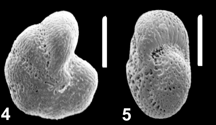 Emayerella brotzkajae (Mayer 1968), unsequenced specimen, Black Sea