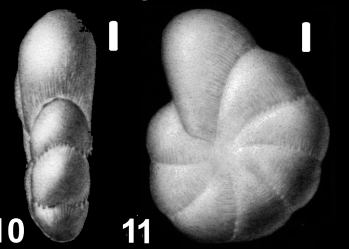 Elphidium frigida Cushman 1933, holotype