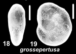 Emayerella grossepertusa (Loeblich and Tappan 1994), unsequenced specimen